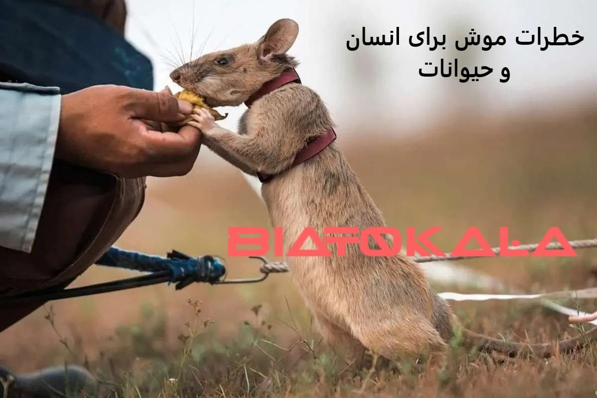 خطرات موش برای انسان و انتقال بیماری 